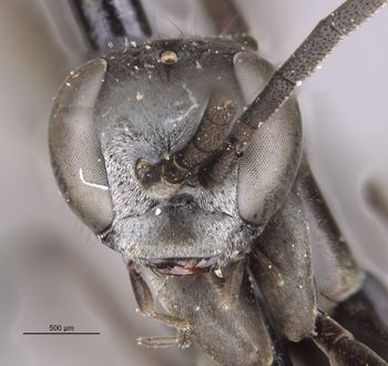 Media type: image;   Entomology 28149 Aspect: head frontal view